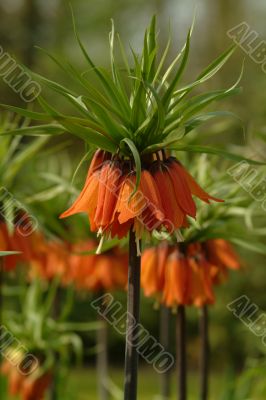 bellflower