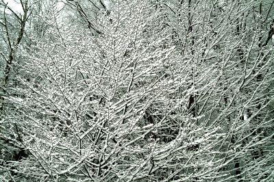cold tree