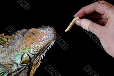 iguana