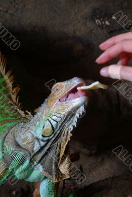 iguana