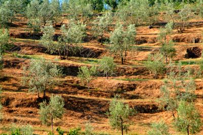 olive grove