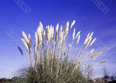 reeds