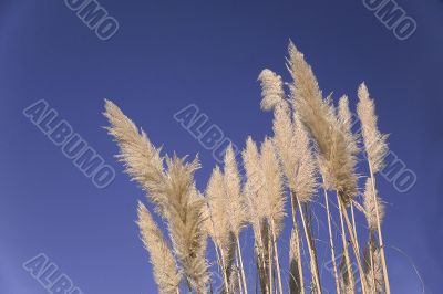 reeds