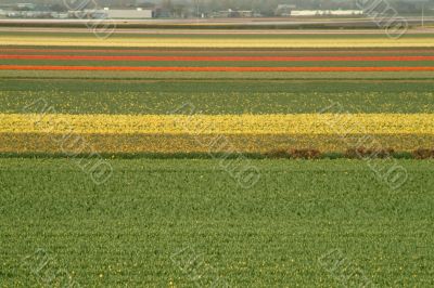 fields of tulips