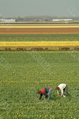 fields of tulips