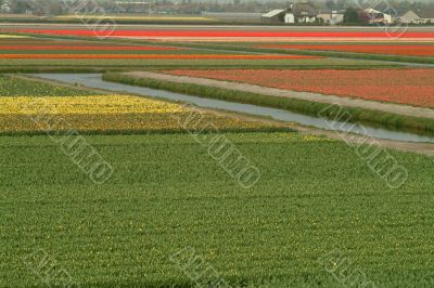 fields of tulips