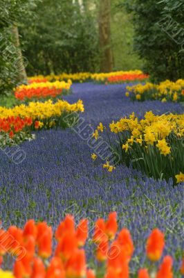 fields of tulips