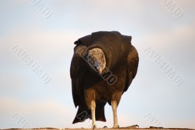 Black Vulture Portrait