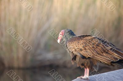 Turkey Vulture