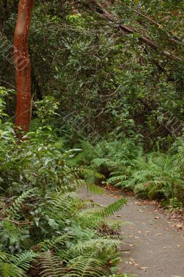 Gumbo Limbo Trail