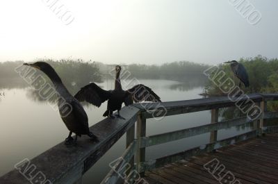 Morning Fog Everglades Park