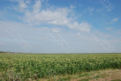 Corn Field