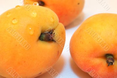 Apricot
