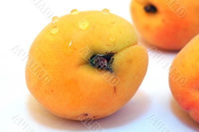 Apricot