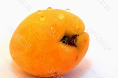 Apricot
