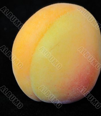 Apricot