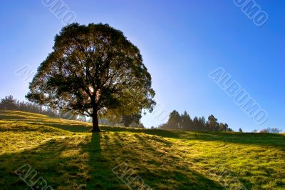 Solitary tree on blue sky