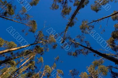 Trees looking at the blue sky