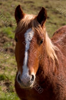 Horse