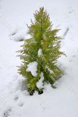 Solitary tree on the snow