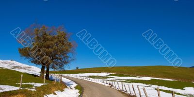 Solitary tree on the snow field