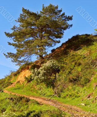 Solitary tree on blue sky