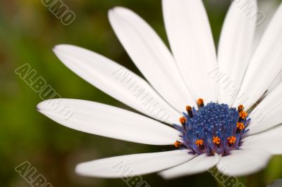 Daisy macro, focus on raindrops