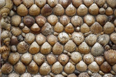 Shell background