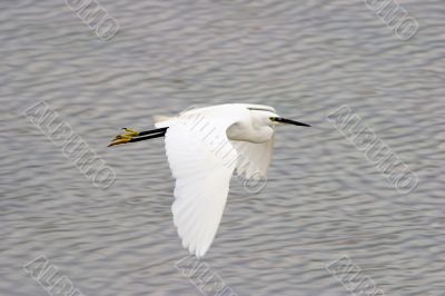 A great heron flies