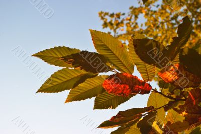 Leaves on a tree