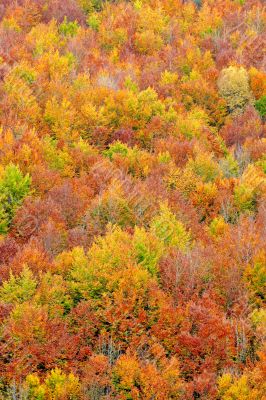 fall colors in autumn season