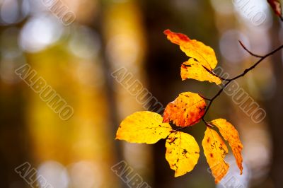 Leaves on a tree