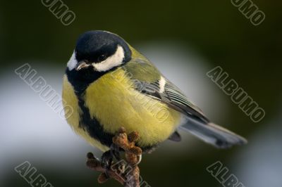 Tit bird