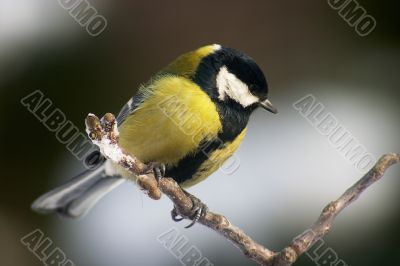 Tomtit bird