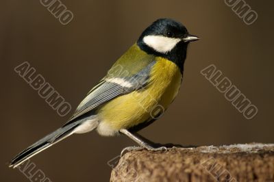 Tomtit bird on the stub