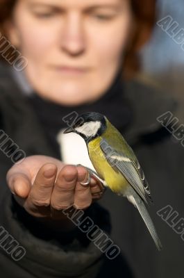 Tomtit bird sitting on the hand