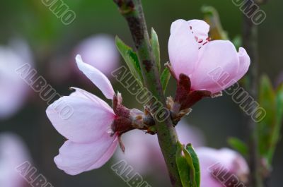 Flowering peach tree