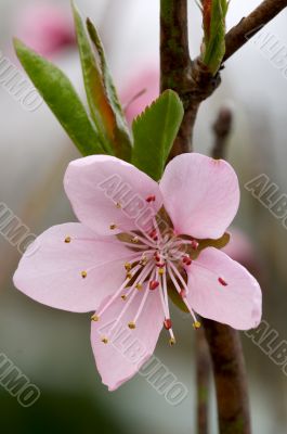 Close-up photo of peach flower