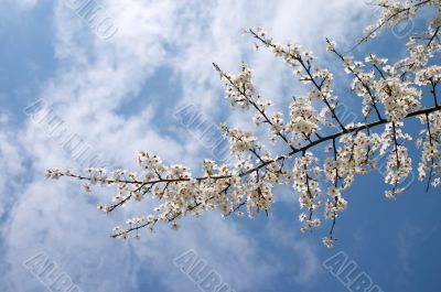 Flowering tree branch