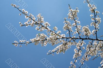 Blooming tree
