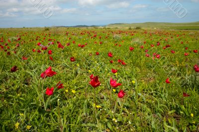 Tulips in the meadow