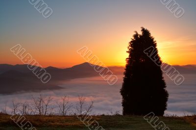 The tree Above the fog