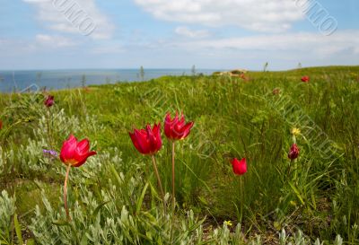 Wild tulips on the seaside