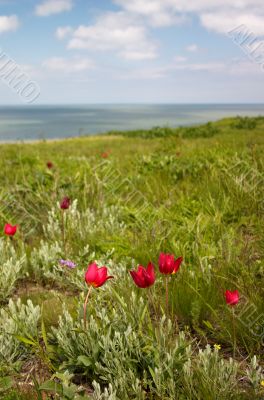 Tulips on the seaside