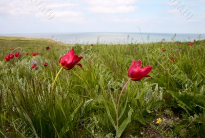 Wild tulips in the steppe