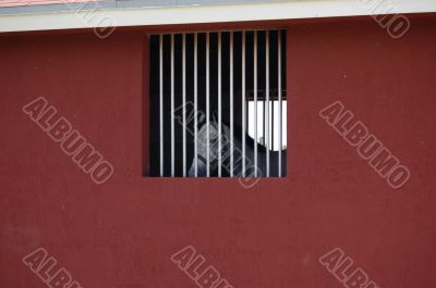 Horse in a Red Barn