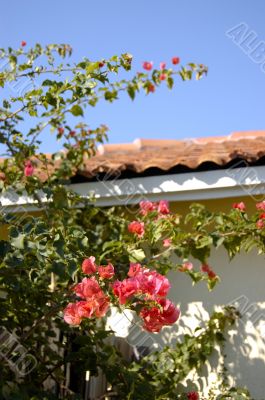 Mediterranian House with Boungaville Plants