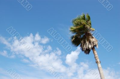 Palm Tree