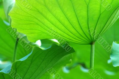 Lotus leaves