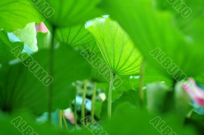 Lotus leaves